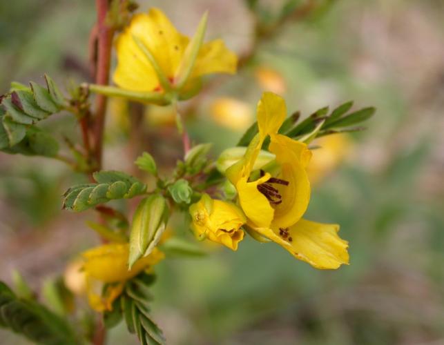 Partridge pea branch tips with partially closed flowers