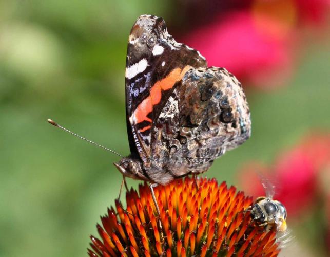 Red admiral adult butterfly taking nectar on coneflower