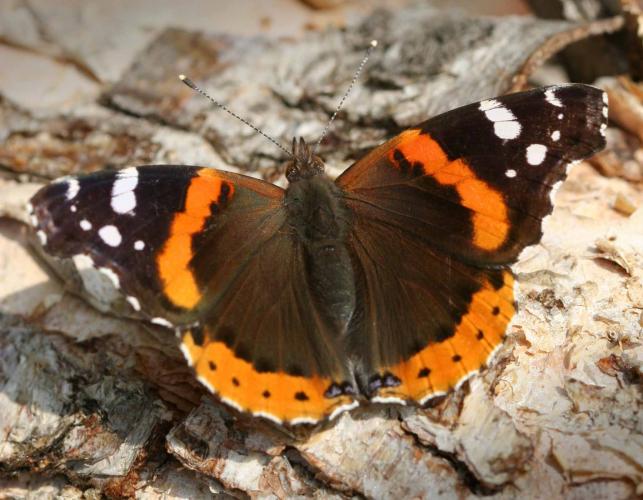 Red admiral perched with wings spread open