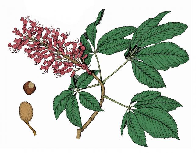 Illustration of red buckeye leaves, flowers, fruits.