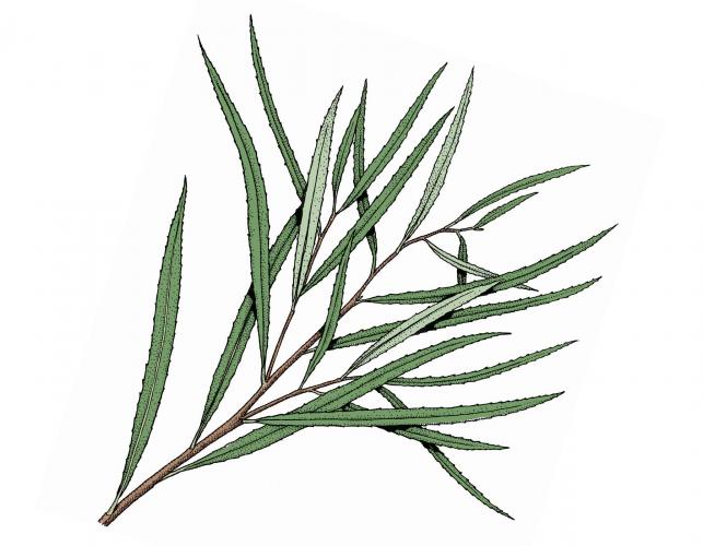 Illustration of sandbar willow small branch with leaves.