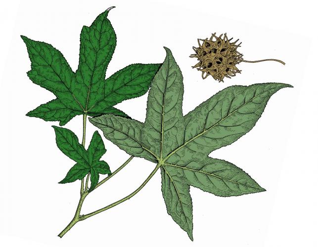 Illustration of sweet gum leaves and fruit