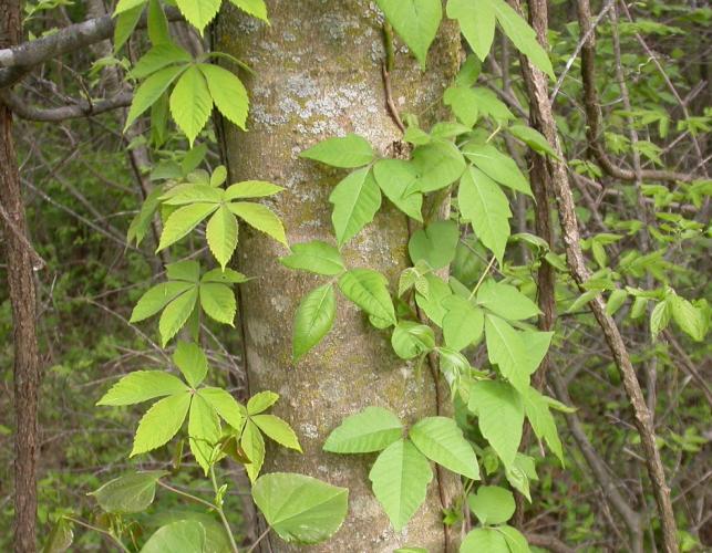 Virginia creeper and poison ivy climbing on a tree trunk.