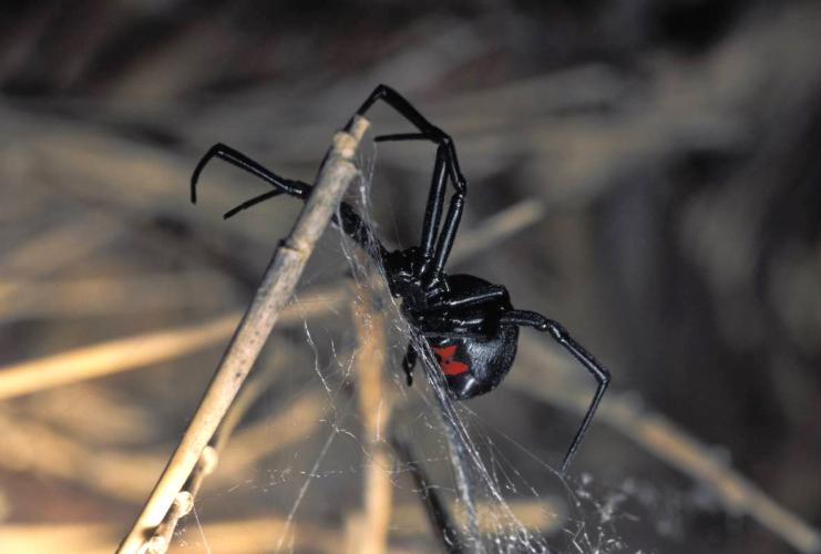 Photo of a female black widow spider