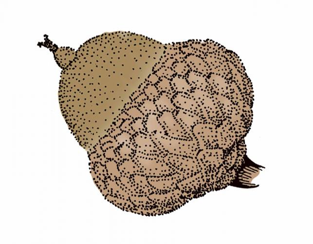 Illustration of blackjack oak acorn.