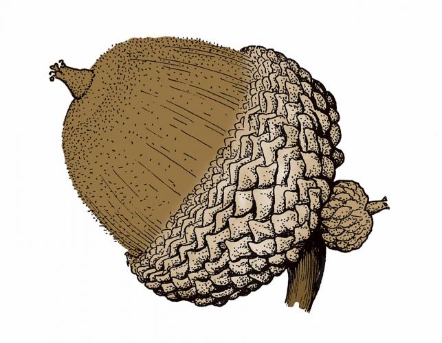 Illustration of swamp chestnut oak acorn.