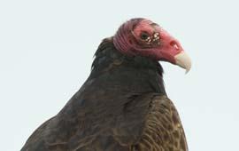 Photo of turkey vulture facial features.