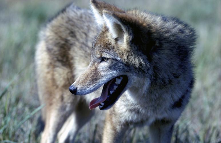 Photo of a coyote, closeup of head