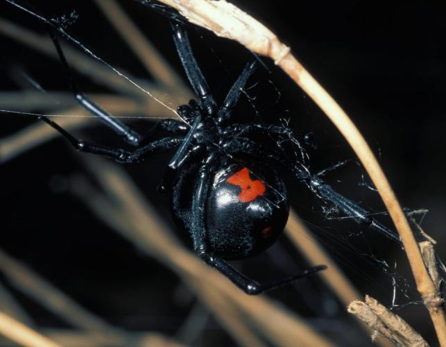 Image of a black widow