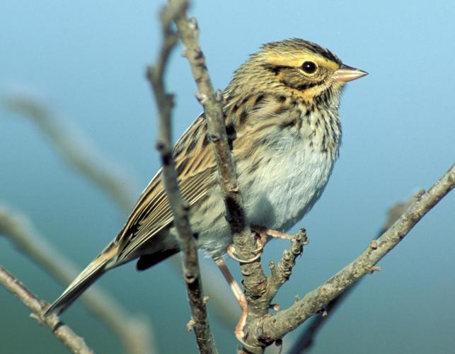 Photo of a savannah sparrow