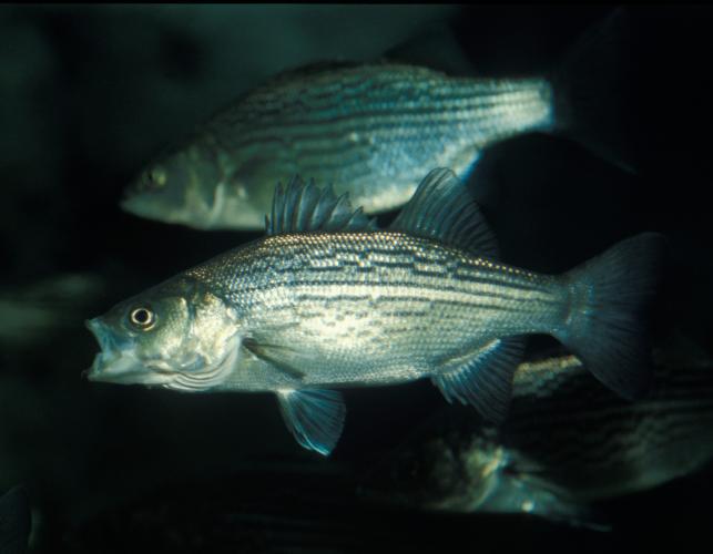 Image of a hybrid striped bass