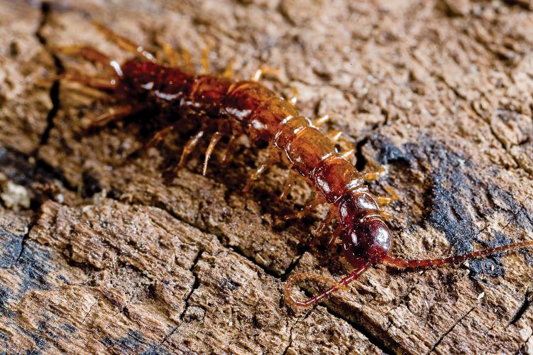 A reddish centipede crawls on a barkless log