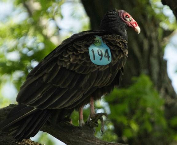 turkey vulture with research tag