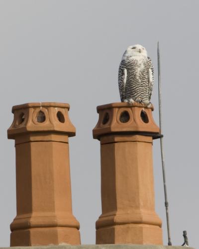 Photo of a snowy owl perched on the top of a clay chimney.