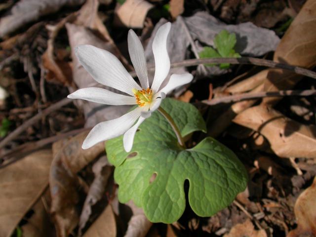 Photo of bloodroot plant with flower