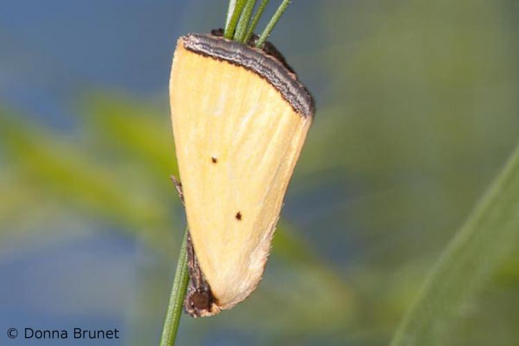 Image of a Black-Bordered Lemon Moth