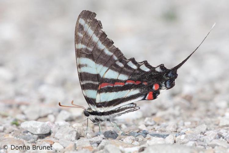 Photo of a Zebra Swallowtail
