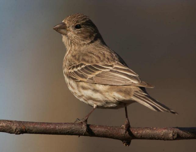 Photograph of a female House Finch