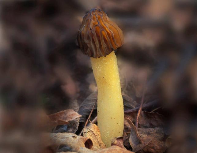 Photograph of a half-free morel mushroom