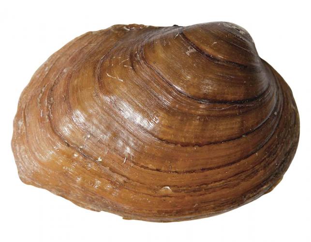 Photograph of Sheepnose freshwater mussel shell exterior view