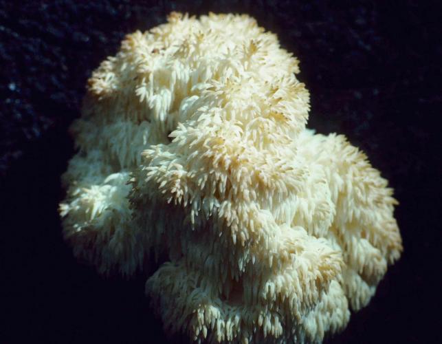 Photo of comb tooth, a beardlike mushroom with white toothlike projections.
