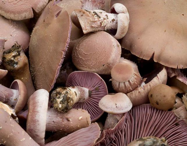Photo of collection of purple-gilled laccaria mushrooms all in a jumble