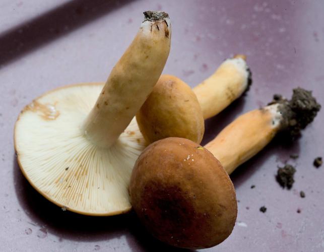 Photo of three voluminous-latex milkies, tan mushrooms, of different sizes
