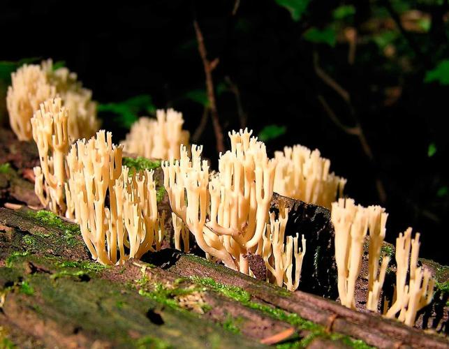 Photo of cluster of pinkish crown-tipped coral mushrooms growing on rotting log