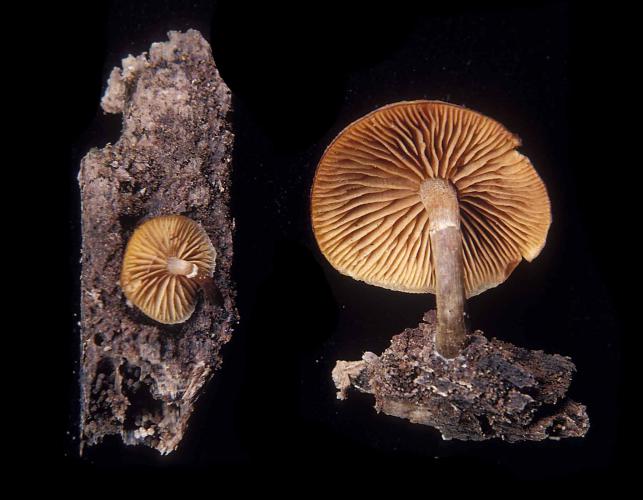 Photo of two deadly galerina, rusty brown capped gilled mushrooms