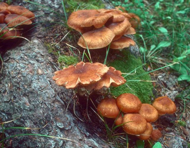 Photo of three ringless honey mushroom clusters on exposed tree root.