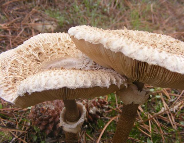 Photo of two mature parasol mushrooms with broad, scaly tan caps, and stalk ring