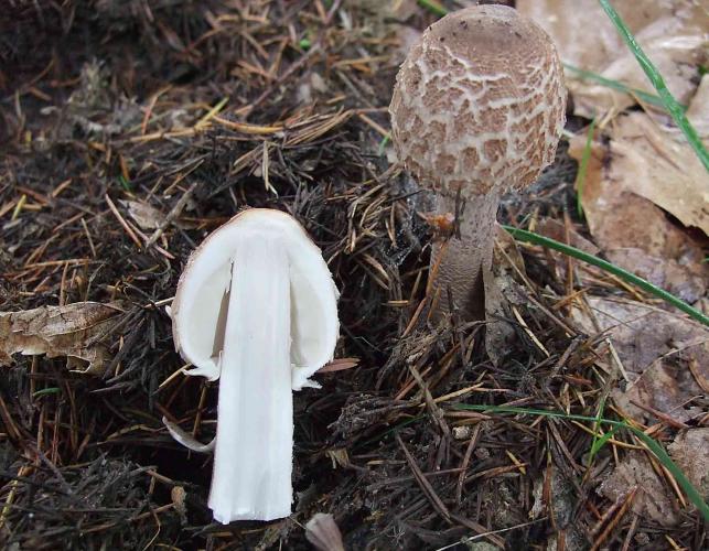 Photo of two young parasol mushrooms, one cut in half showing development of cap