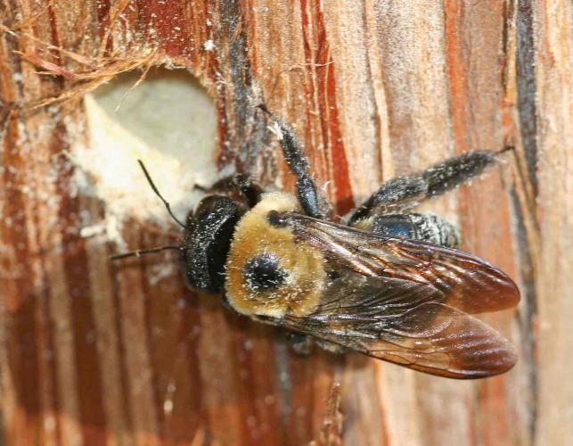 Photo of eastern carpenter bee with entrance to nest hole