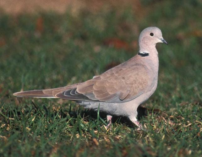 Photo of Eurasian collared-dove walking on grass