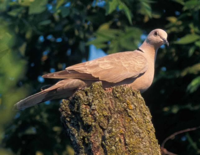 Photo of Eurasian collared-dove perched on a stump