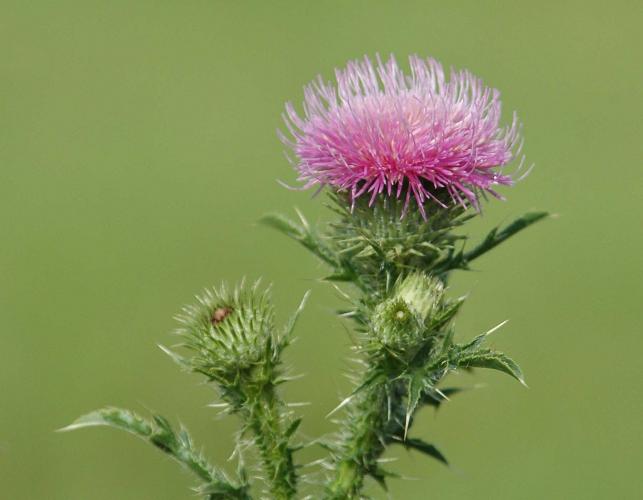 Photo of bull thistle, a spiny thistle with a pink flowerhead
