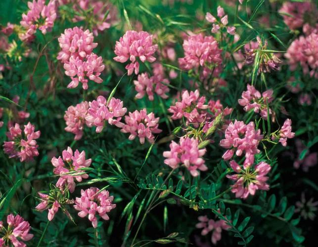 Photo of crown vetch plants with flowers