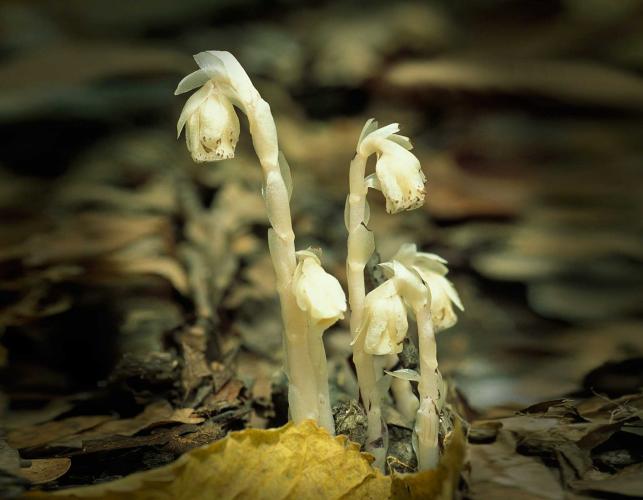 Photo of Indian pipe plants with flowers