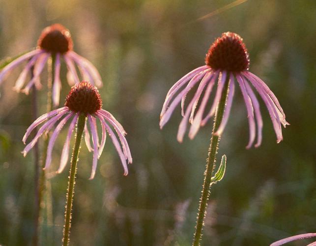 Photo of three pale purple coneflowers backlit in the sun