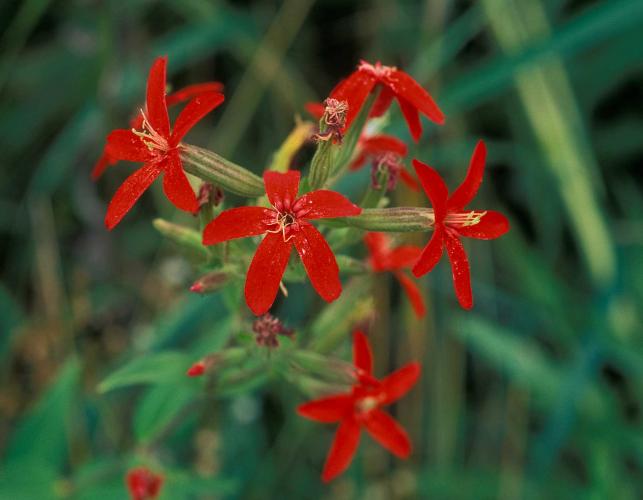 Photo of royal catchfly flower cluster