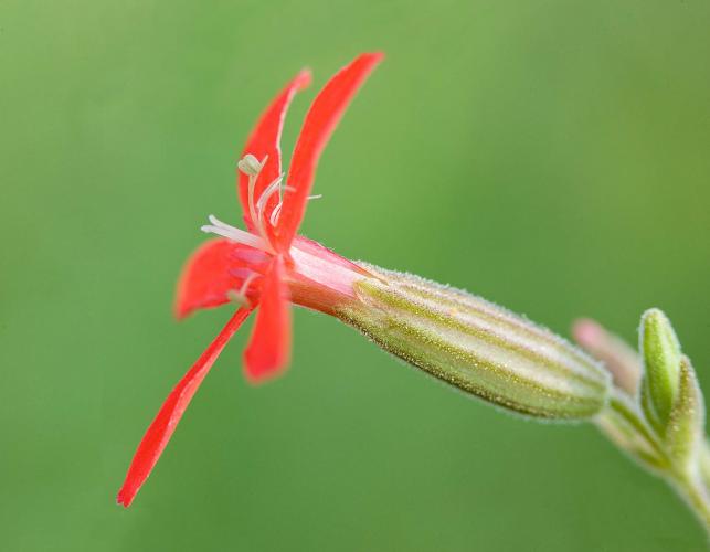 Photo closeup of single royal catchfly flower, side view
