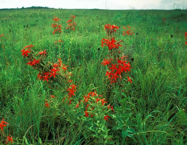Photo of royal catchfly flowers blooming in a prairie