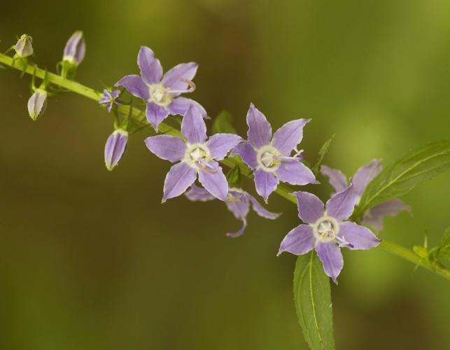 Photo of tall bellflower stalk with flowers