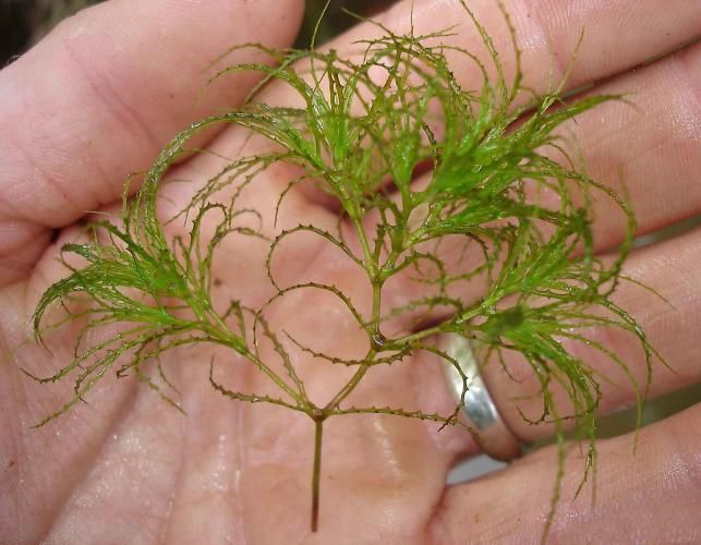 Photo of brittle naiad aquatic plant held in a person’s hand