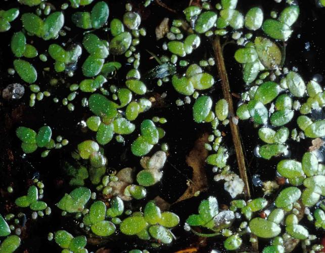 Photo of common duckweed plants on surface of water