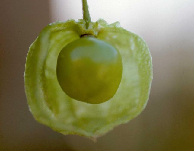 Photo of common ground cherry fruit with husk partially removed