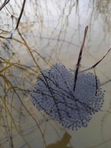 Egg mass attached to submerged stick