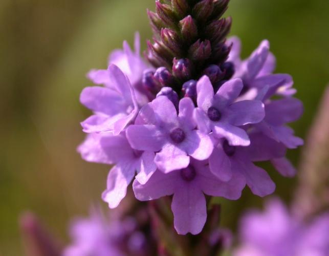 Photo of blue vervain, closeup of flowers.