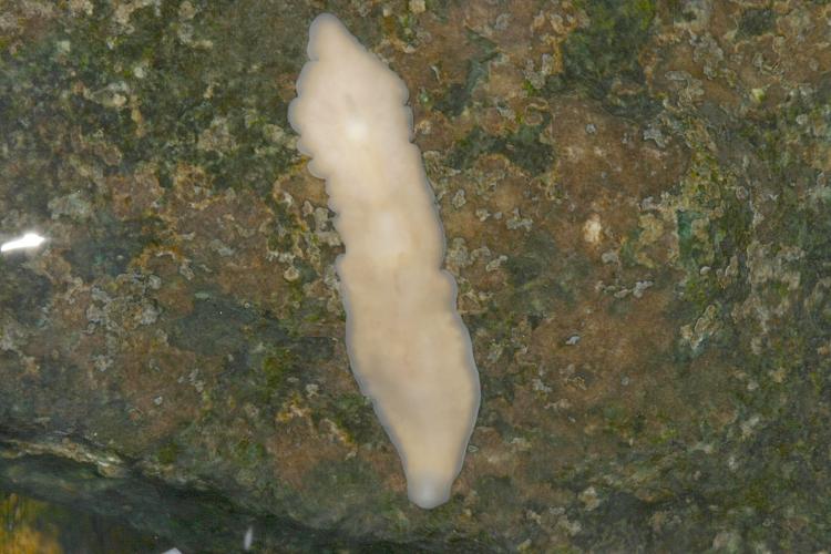 Photo of a pink planarian on a grayish rock, head at bottom of picture.