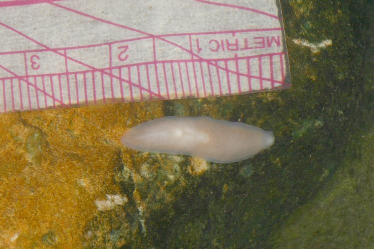 Photo of a pink planarian with a ruler showing its length is about 2 cm.